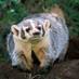 Taxidea taxus (@american_badger) Twitter profile photo Taxidea taxus (@american_badger) Twitter profile photo
