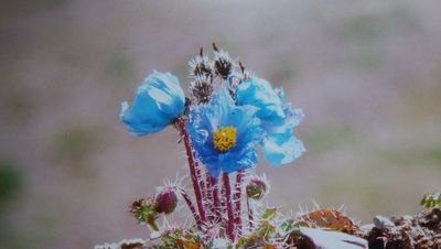 qZZRuHFbfJGfsU5's profile picture. クロマニオン大好き。