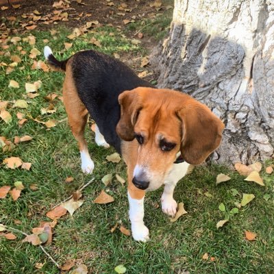 MonteCBeagle's profile picture. I'm a Beagle Extraordinaire. Sometimes the incarnate of Fred Astaire. Foodie. Sun Seeker. Big brother to Lucy. I'm also on IG: montecopperbeagle