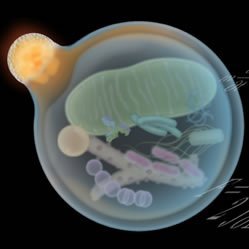 We are a group of researchers working on autophagy in the University of Tokyo. (This account is managed by young researchers in the lab.)