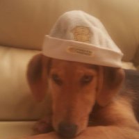 Anon Lara🐶 (@anonlop) 's Twitter Profile
