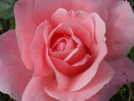 2011roses's profile picture. Шипы, но не для всех!