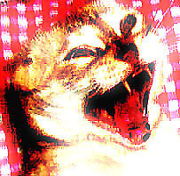 himayutori's profile picture. 猫がなつかないので毎日が本末転倒です。