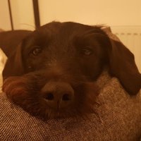 James (@jimmythecyp) 's Twitter Profile