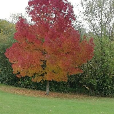 RabiaHa23570645's profile picture. 