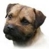 Writer, blogger, dog enthusiast. Love border terriers and dog science. Read and write YA fiction.