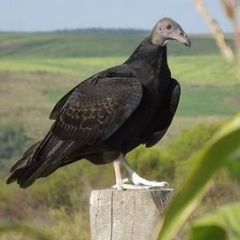 NortoRodrigues8's profile picture. 