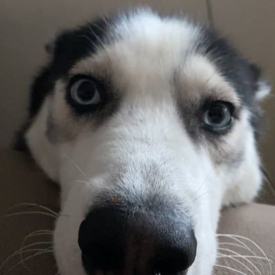 SchwabHendrik's profile picture. 