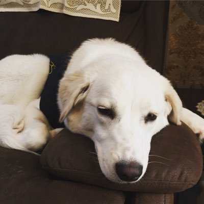 Hi guys! If u wanna play fortnite with me then my epic id is:Faze_krikrish223...My dogs name is Bella...follow me on insta at - fazekrikrish
