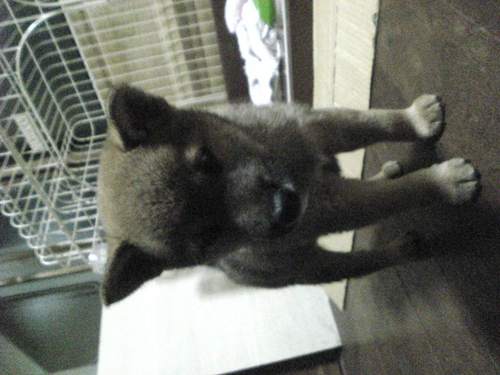 sg_shahrazad's profile picture. hiya. Im jpn. Ni hao. Wo shi ribenren. bonjour. Je suis Japonais. hola.  Yo soy japonés. Guten.  Ich bin Japanisch. 
はっきり言ってただの下っ端です。