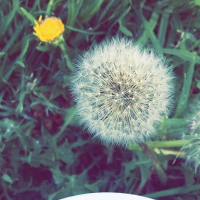 Loofah1991's profile picture. زوجة💍و أم لأجمل طفلين👶🏻👦🏻/أحياء الحيوان🧬/مساعد طبيب أسنان 🦷/مدرب معتمد محلياً و دولياً🎖 /أسعى لتغيير نفسي والآخرين للأفضل 🤍