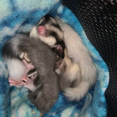 Here to educate the world about these teeny tiny marsupials known as sugar gliders one tweet at a time! 💜