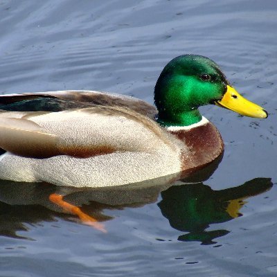 Non-profit organisation devoted to the preservation of our ducks, the true victims of society. Visit our website https://t.co/K94XpkQM46