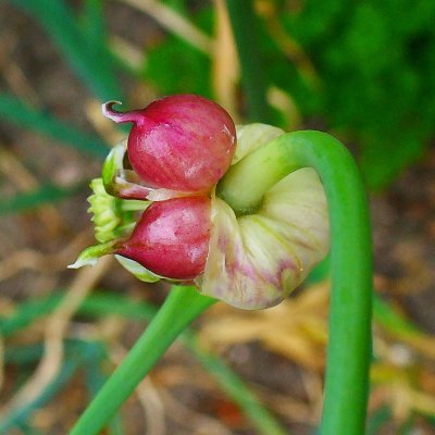 Sativum: aquilo que é cultivado