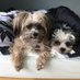 Birgit Stollenwerk (@birgitstollenw1) Twitter profile photo Birgit Stollenwerk (@birgitstollenw1) Twitter profile photo