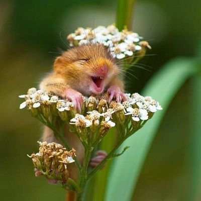 papamikoe's profile picture. La foi cette affirmation passionnée et stupide de l'absurde.