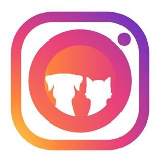 Petinstacam