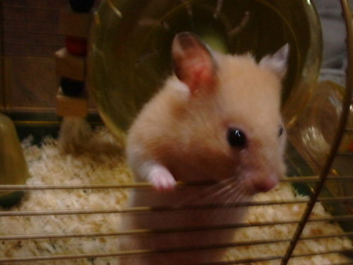 2歳&0歳の子ども👶を育ててます
セキセイインコ🐦がうちにいます
ディズニー🐀が趣味です
L'Arc～en～Ciel🌈のファンです
よろしくお願いします😊✨