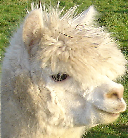 Debbie & Paul Rippon breed & sell friendly pet & champion alpacas. We offer alpaca livery, do alpaca walks, knitwear & holiday cottages in rural Northumberland.