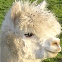 Barnacre Alpacas(@BarnacreAlpacas) 's Twitter Profile Photo