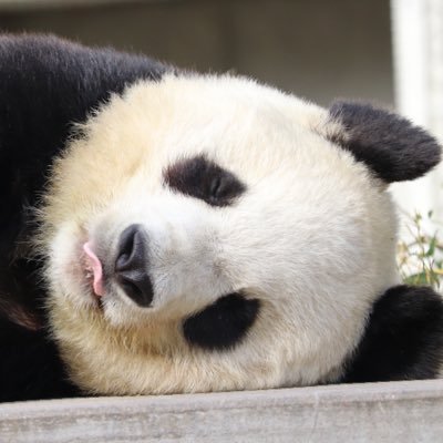 パンダ子 Pandakomnr Twitter パンダ子 Pandakomnr Twitter