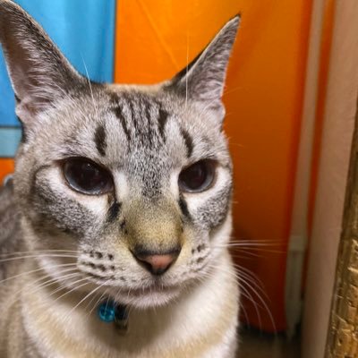 ネトゲやったり 手芸したり。 最近のネトゲ:LOL、ポケモン、FF14 。PS5でRPGメインにやってます。最近の手芸:レジンやりたいなあ。FF14のスクショたまに上げてます。© SQUARE ENIX
