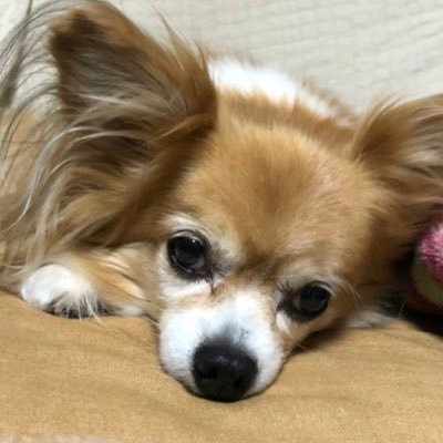 ネッシーのプロフィール写真