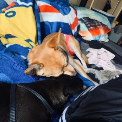 LJRockStarRN's profile picture. Nurse Educator, Consultant & New Dog Owner.