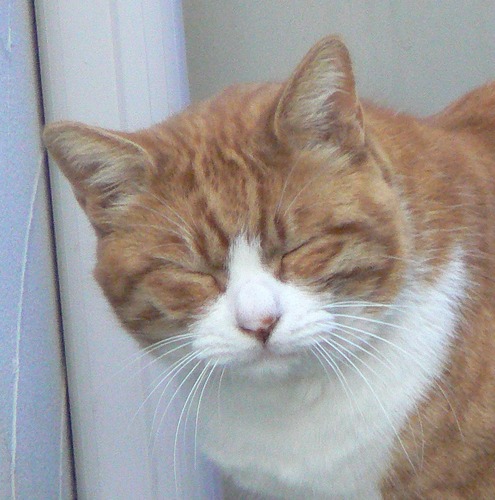 atsushi_chan's profile picture. 酒飲んだりオーディオ入れ替えたり、カレー食ったりLuxmanSQ38Sinature,ATC SCM10,JosephaudioRM7XL,AcousticEnergyAE2,CelestionSL700,KRELL KAV-400xi,RaspberryPI+Hifiberry