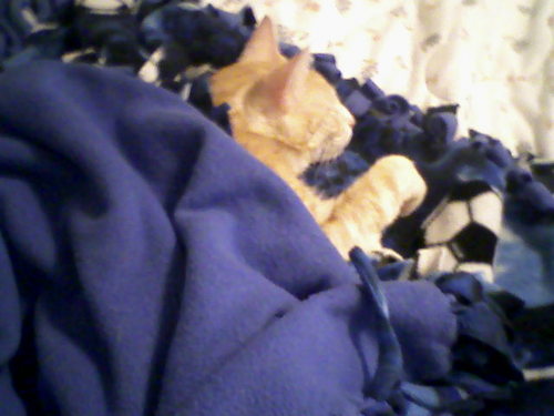 bevroskos's profile picture. Emerita Faculty at University of Alabama: assessment, visual-spatial cognition, statistics; friends & family, mysteries, travel, sleeping, chocolate, wine.