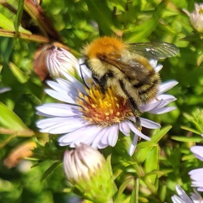 Born at 314 ppmv CO2. Science, Nature, beekeeping. Also, if you want the world to have wonders tomorrow, PLEASE support @earth_trust and @SylvaFoundation.