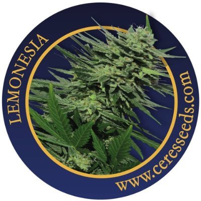 Award-winning Amsterdam cannabis seed breeder since 1999.
F1 regular, feminized and autoflowering seeds.
- A'dam Labs, John Sinclair Seeds, Coffeeshop Classics