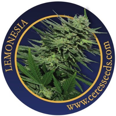 Award-winning cannabis seeds such as White Panther (fka White Smurf) Fruity Thai, White Indica and Lemonesia | Home of John Sinclair Seeds & Coffeeshop Classics