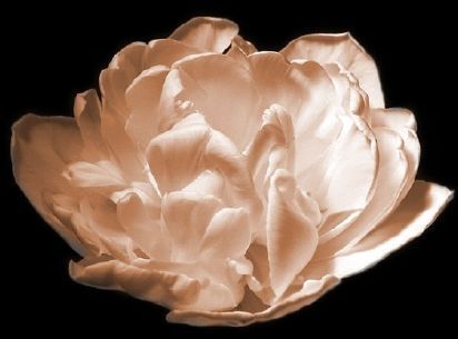 We create magical events with you in mind. From inexpensive elegance to grand extravagance, see what we can make for you.