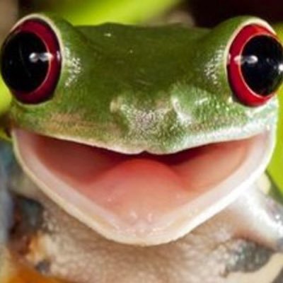 GeckoBurrito Profile Picture