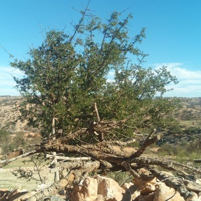 Oubellaabdolah1's profile picture. oubella