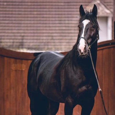 ShortinCash1's profile picture. News and updates moved to our Facebook page Stall Nikkanen Oy. 🐴