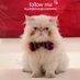 #GATOPELUSAPRESIDENTE (@pelusapresident) Twitter profile photo #GATOPELUSAPRESIDENTE (@pelusapresident) Twitter profile photo