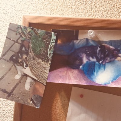 mdXdr111Izz54sT's profile picture. 資本主義の攻略を真剣に目指す元ニートです。年収150未満の福祉職でパワハラを受け心身を病みました。資本主義を攻略してアーリーリタイアを目指す日々を備忘録的に呟きます。お金に纏わる話が中心になるかと。かつての自分と似たような苦しい境遇の誰かの役に立てたら嬉しいなと思っています。貧困は人を餓鬼にする悪です。
