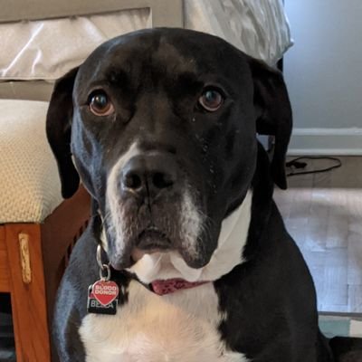 BellasMuse1's profile picture. See above
He/Him/His