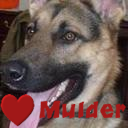 I am Ruger the German Shepard dog of lillyputtz CoProducer's Ninja/rescued dog!