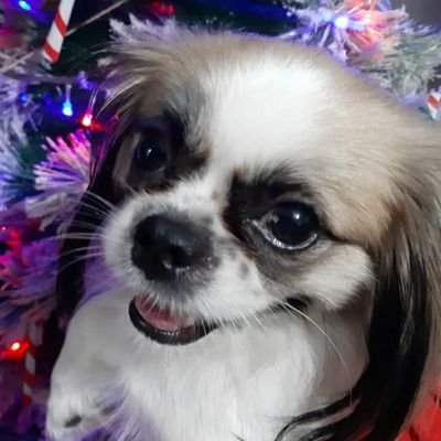 naomiloonstra's profile picture. I am Naomi, a cute little Shih Tzu who wants to rule the world. I love my humans. I have 1 dog brother; Poopy! And there are cats too.