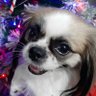 naomiloonstra's profile picture. I am Naomi, a cute little Shih Tzu who wants to rule the world. I love my humans. I have 1 dog brother; Poopy! And there are cats too.
