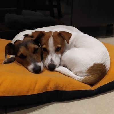 chelolb81's profile picture. Profesora de secundaria. Defensora del sentido común, de los idiomas que unen pueblos y culturas y de las personas que respetan a los demás y a los animales.