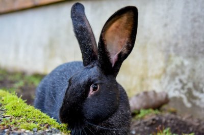 bearaider_'s profile picture. 