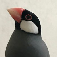 文鳥 KOT-2179 ベルギーパイド文鳥(桜文鳥) 残雄のみ | キットウココ
