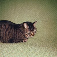 まつむら。 (@croutonmaru) Twitter profile photo