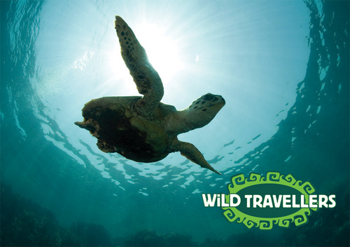 WildTravellers's profile picture. Wildlife and urban Animal Rescue team, México. Grupo de protección de Fauna Silvestre y Urbana.