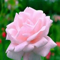 خطابة في صنعاء والحديدة فقط (@g7sv9dgypbnqjg2) 's Twitter Profile