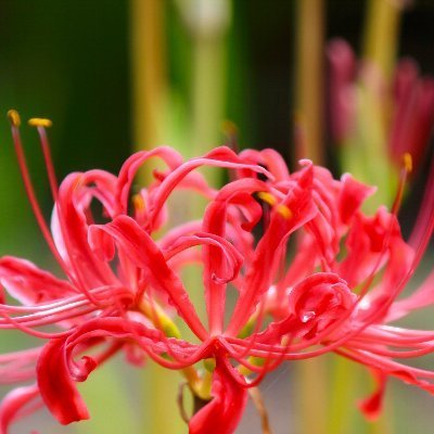 msfireworker's profile picture. 旅行が趣味。各地のおいしいものを食べるのが楽しみです。